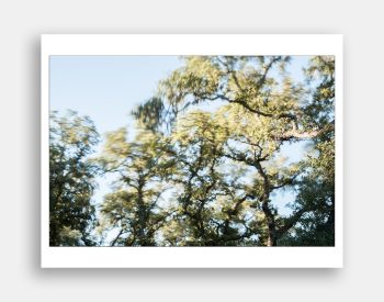 Trees blowing in the wind. Fine art print of a motion-blur photograph by Jeff Kauffman.