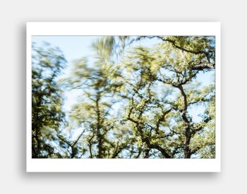 Trees blowing in the wind. Fine art print of a motion-blur photograph by Jeff Kauffman.