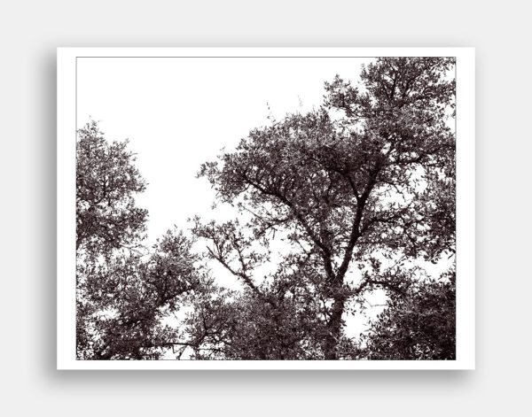 Treetops 019. Abstract photo art of the tops of Live Oak Trees in central Texas USA. Photo ©Jeff Kauffman.