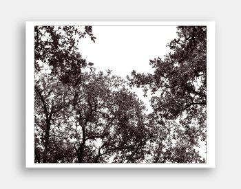 Treetops 020. Abstract photo art of the tops of Live Oak Trees in central Texas USA. Photo ©Jeff Kauffman.