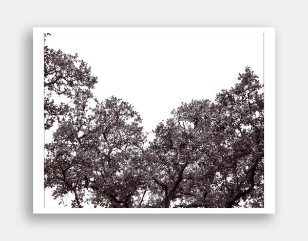 Treetops 023. Abstract photo art of the tops of Live Oak Trees in central Texas USA. Photo ©Jeff Kauffman.